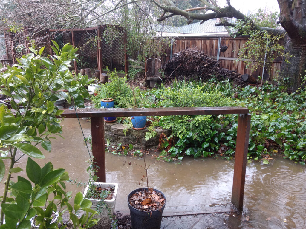 Nature - Flooded Garden after Huge Winter Storm in Sacramento, California USA.