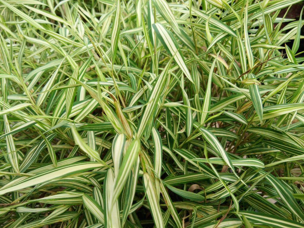 dwarf whitestripe bamboo