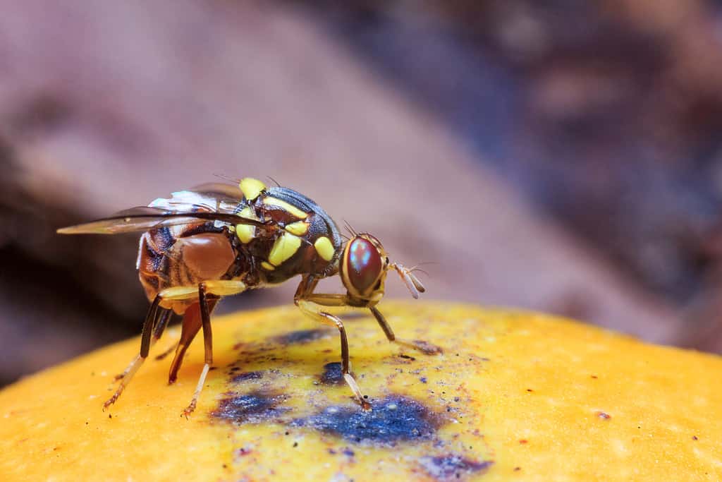 California Battling Invasive Insect With Sterile Fruit Flies