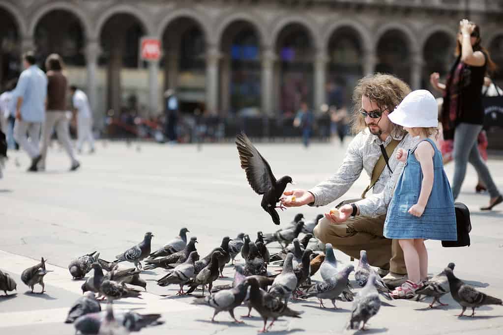 A photograph of a light-skinned man with long hair, a vandyke , and sunglasses is seen with a light-skinned little girl who is wearing a sleeveless denim sundress, and a white sun hat. The man is crouching, The little girl is standing next to him, clutching her fists as if she is somewhat concerned. The man is feeding a pigeon that is about to land on his right outstretched upturned palm. There is a flick of pigeons around them. They appear to be in a large public square. 