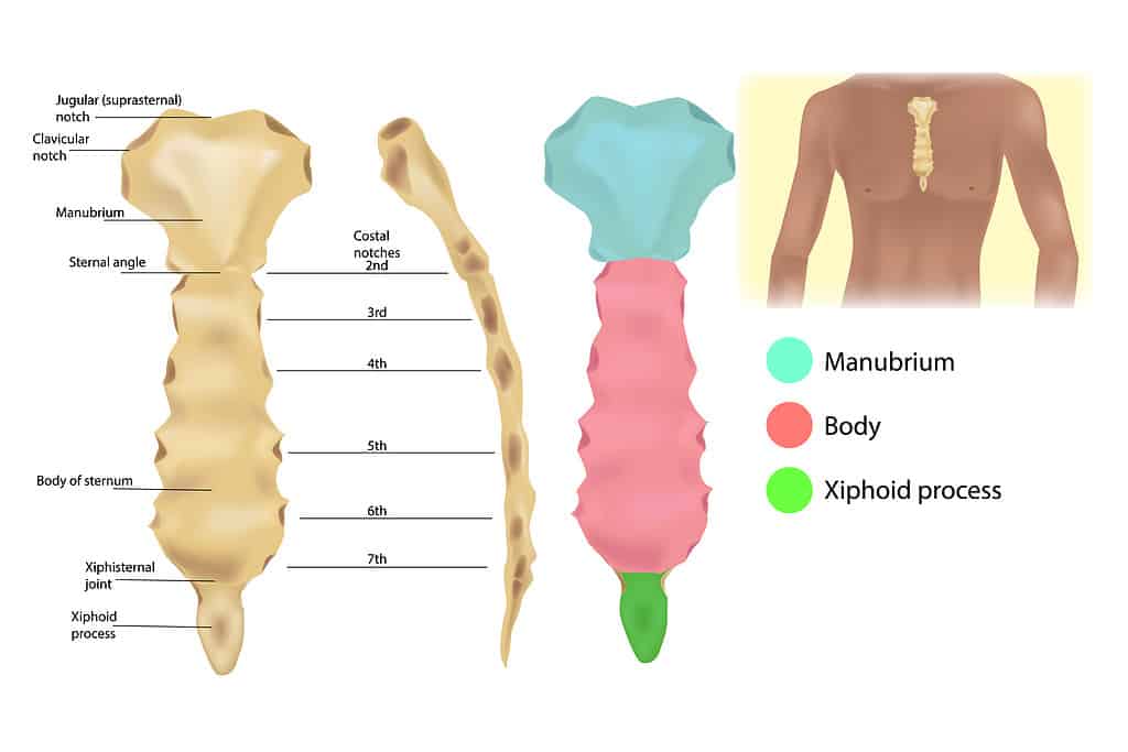 Anatomy of the Sternum