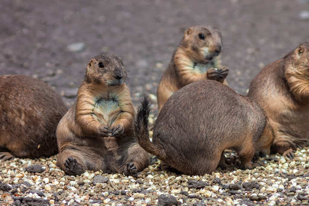 Cynomys mexicanus or Mexican prairie dogs sitting in a group foraging together.