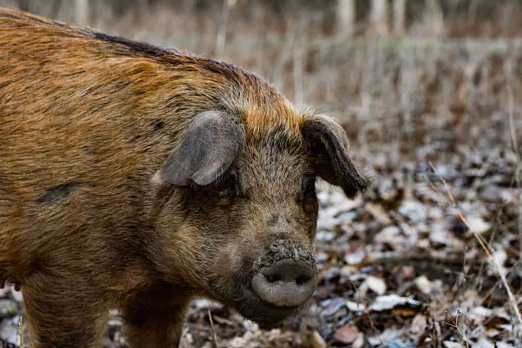 The wild boar's shaggy fur hides its strength and power, while the alertness in its eyes speaks to its intelligence and ability to survive in the wild.