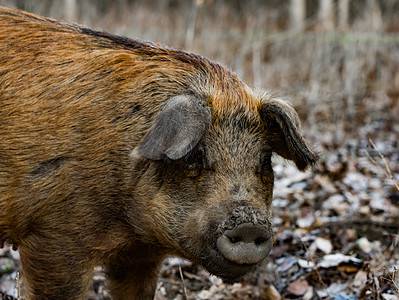 A Discover the Feral “Super Pigs” Set to Invade the United States from Canada