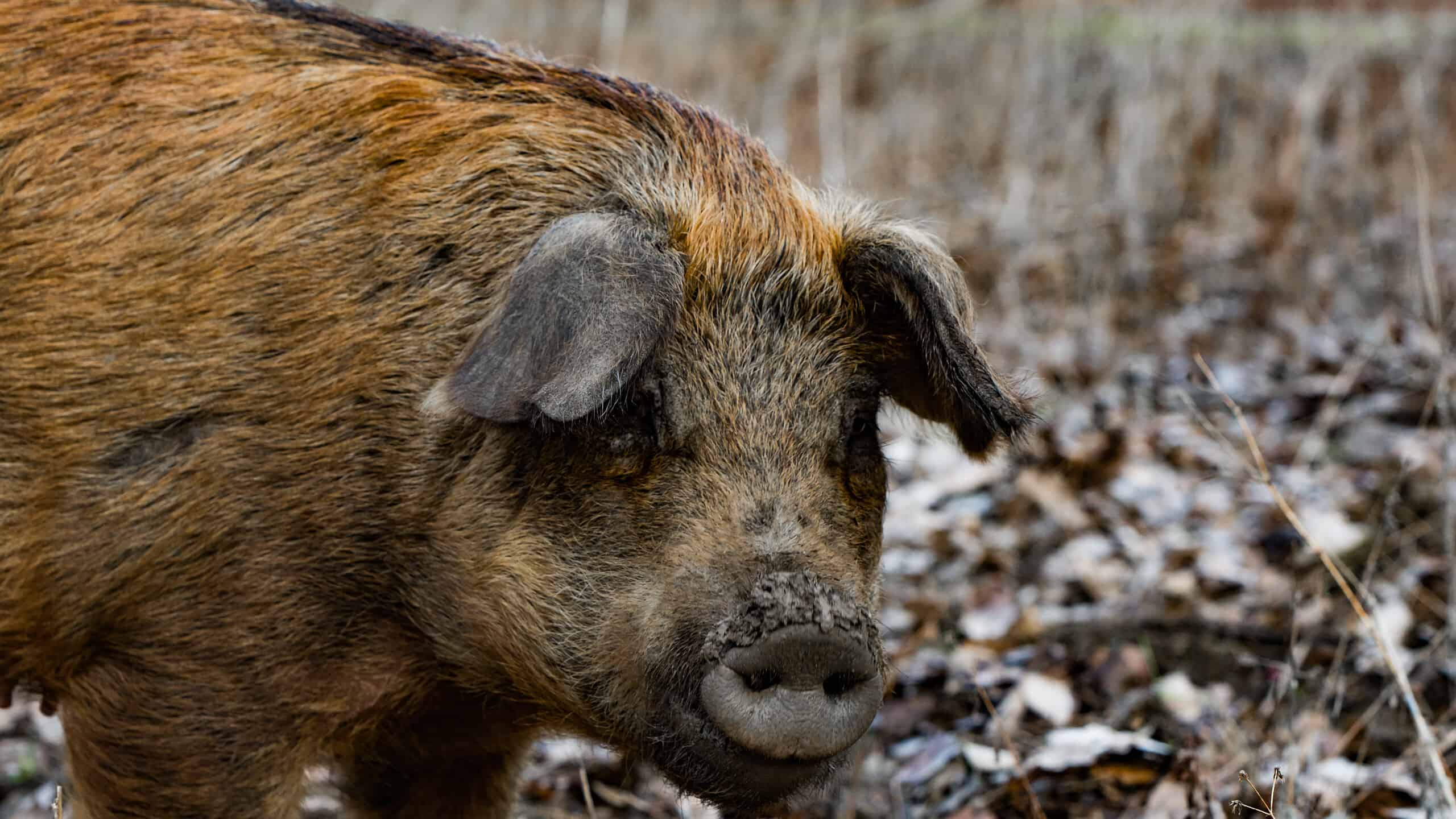Discover The Feral Super Pigs Set To Invade The United States From