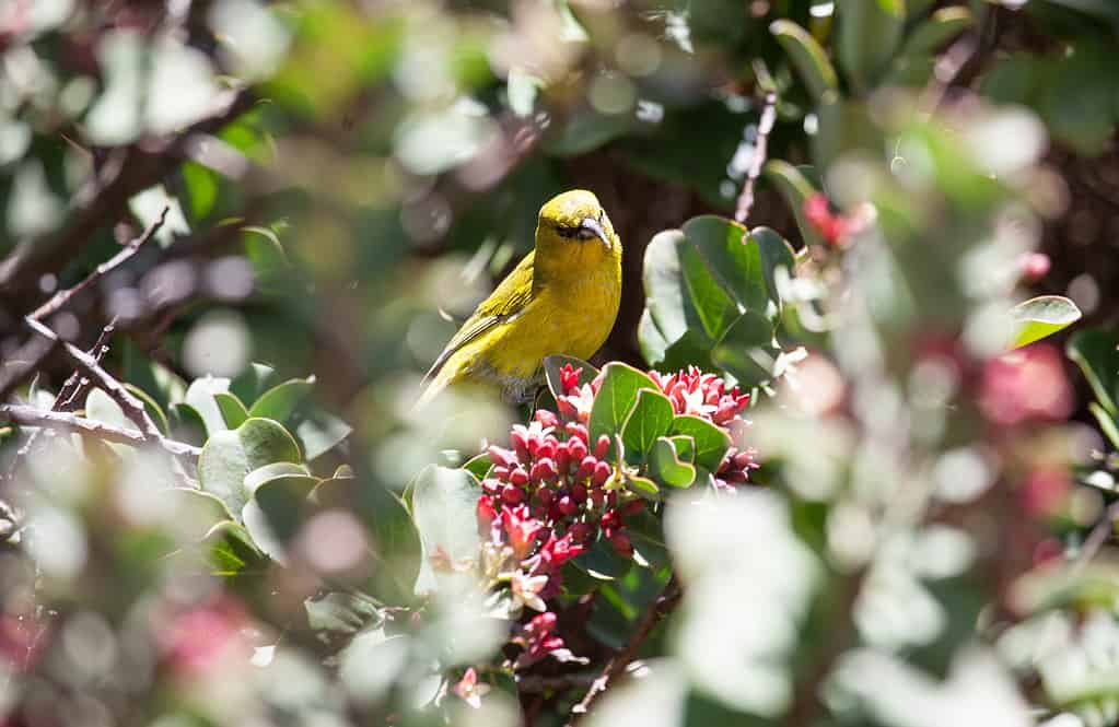 Rare Hawaii Honeycreeper Bird called Amakihi