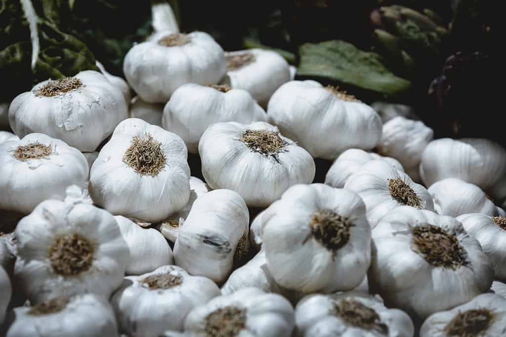 Multiple bulbs of softneck garlic in a container box with their roots showing for sale at a local market