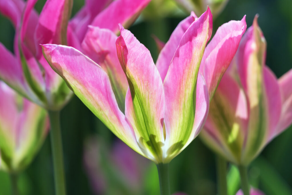'Nightrider' tulips bloom longer than other tulips