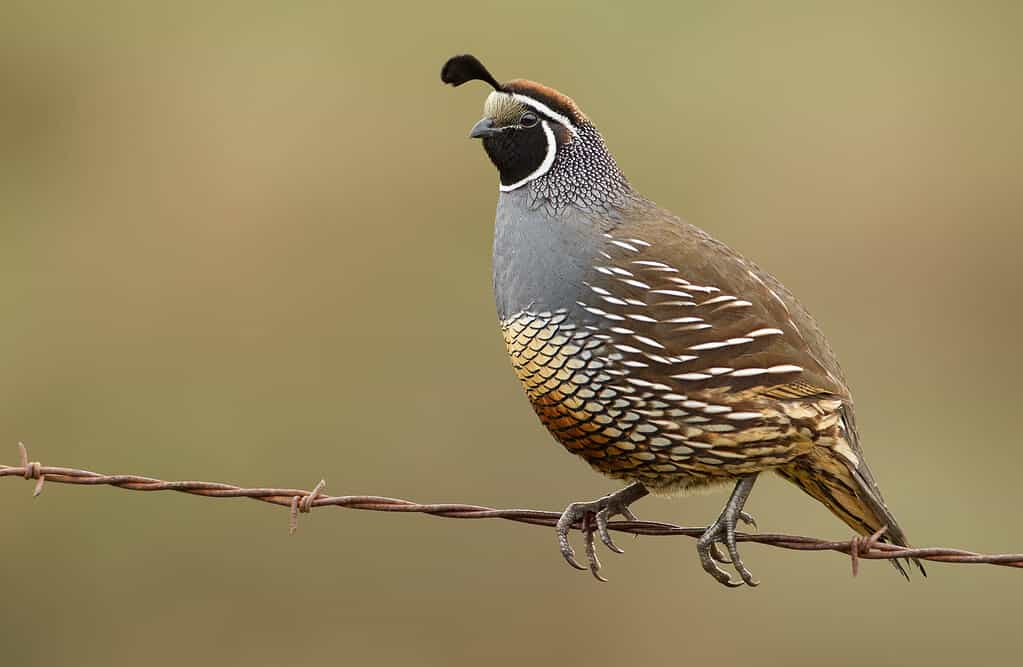 California quail, Callipepla californica, taken in California, USA, taken in wild. The bird is visible in the right frame, facing left. Its back is a fawn brown color with white specks on its wings. Its chest is gray. Its face is black with a white outline. It has a dark plume on its forehead.