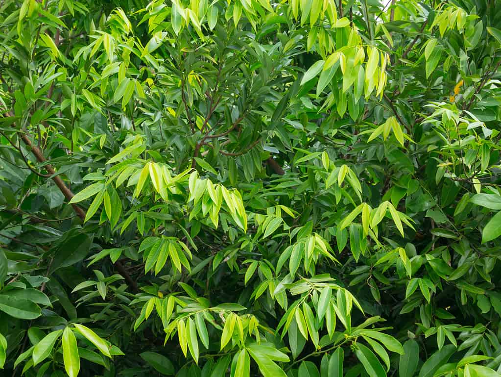 Melodorum fruticosum - Trees Native to Thailand