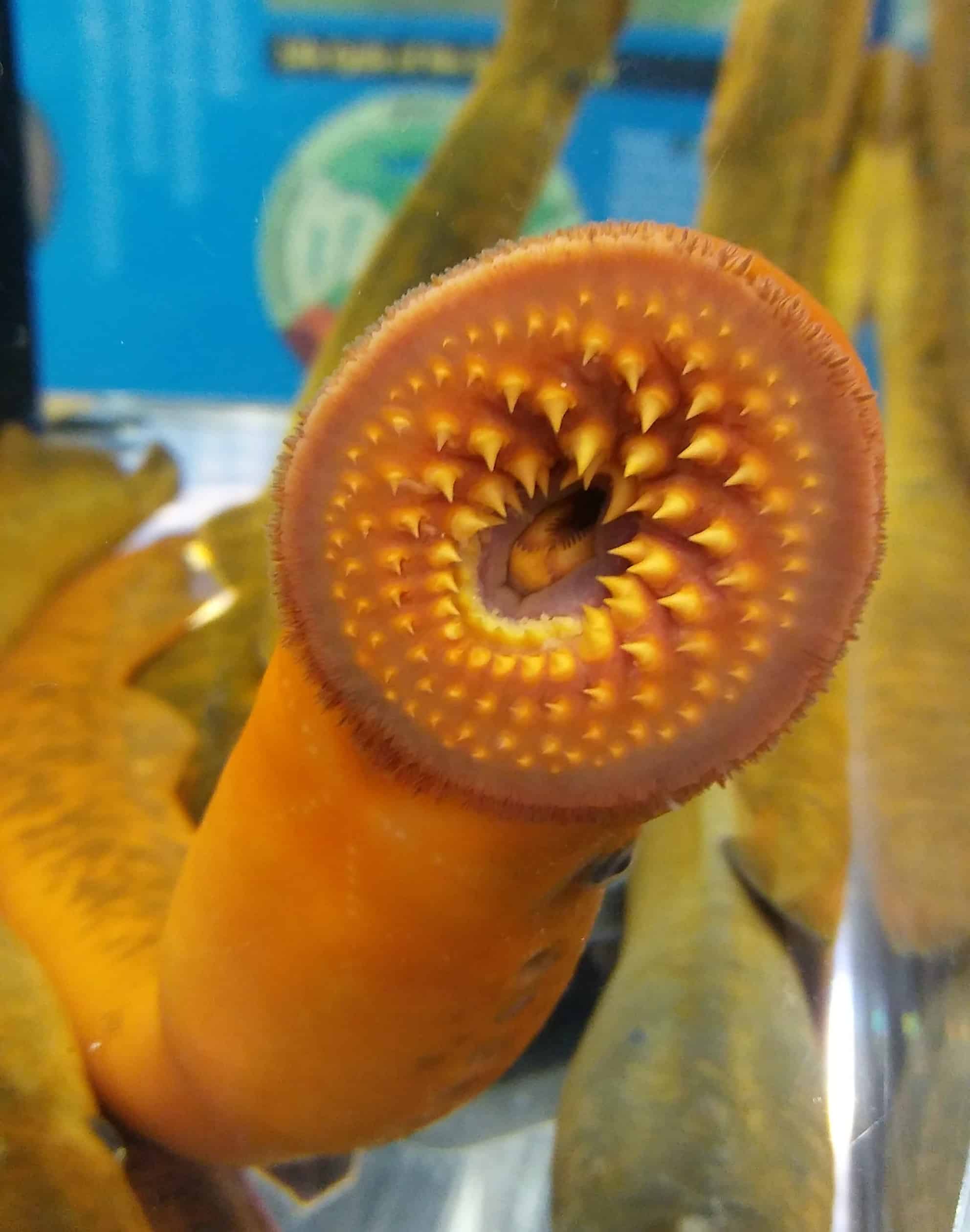 Orange lamprey ell center frame. Its mouth is fully exposed. All of its teeth are visible. The y are in circular rows.