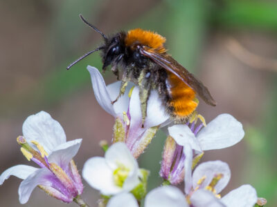A Tawny Mining Bee