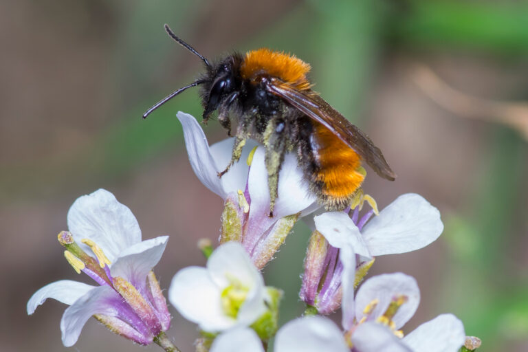 Female Tawny Mining Bee - Andrena fulva. The bee is center frame, almost vertical, with her head toward the top of the frame. She has a black head. Her thorax and abdomen are covered in rusty orange setae (hairs). She us foraging on a white / pink flower.