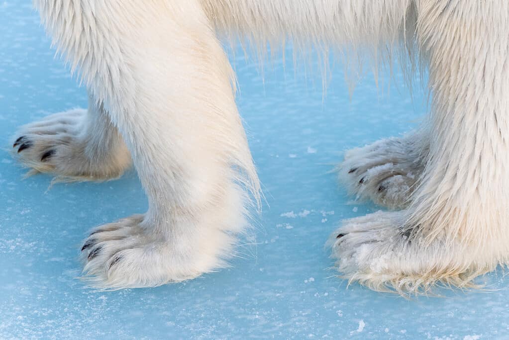 Close-up of polar bear feet. The feet are covered in white fire. The toenails are grayish/black, and more visible on the from feet. The polar bear is standing on ice.