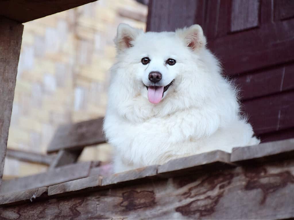 Flufffy white Indian Spitz dog
