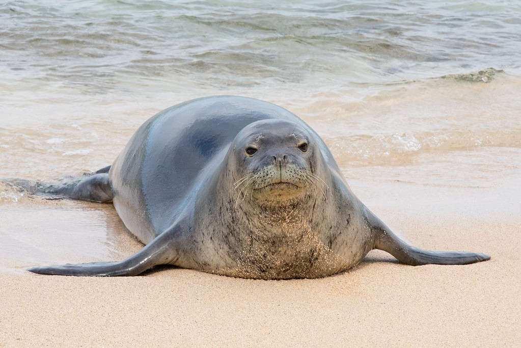 An endangered Hawaiian monk seal on a beach in Kauai, Hawaii