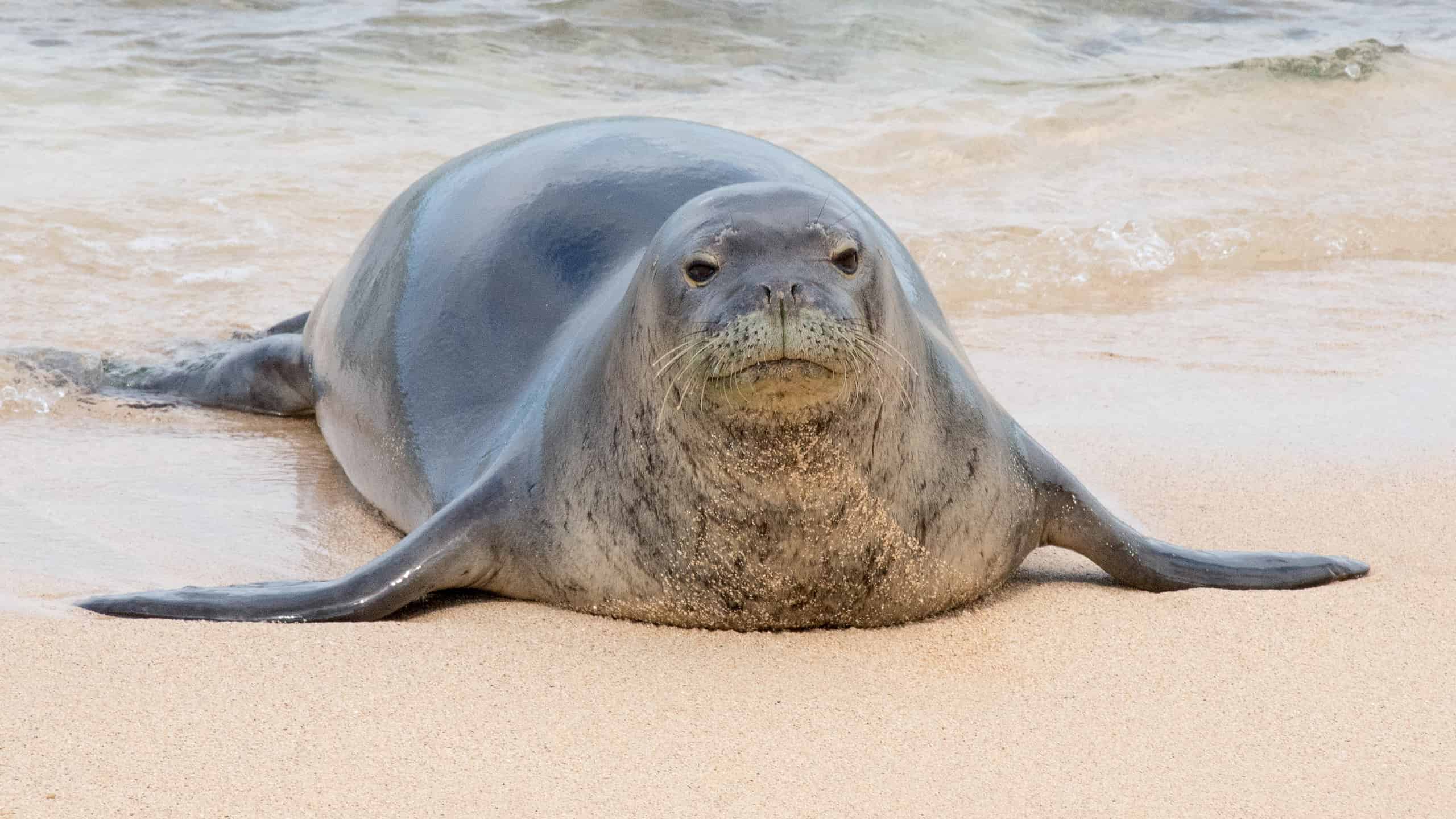 An endangered Hawaiian monk seal on a beach in Kauai, Hawaii
