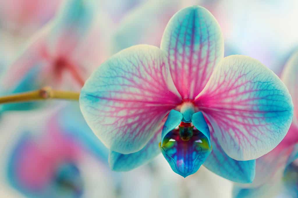 Blue Orchids