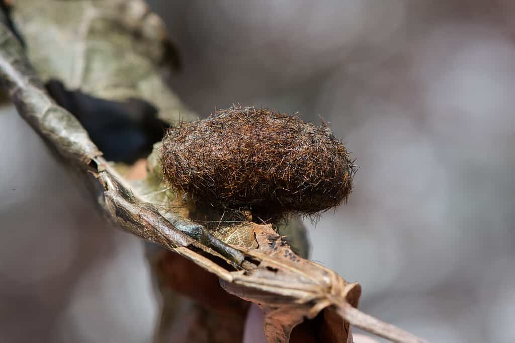 Isabella tiger moth cocoon, or woolly bear, resting on top of a dry green and brown leaf. The background is a mottled gray and white.