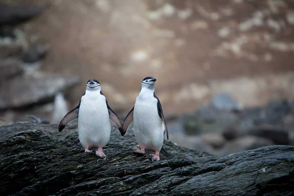 Chinstrap penguins display a high level of faithfulness