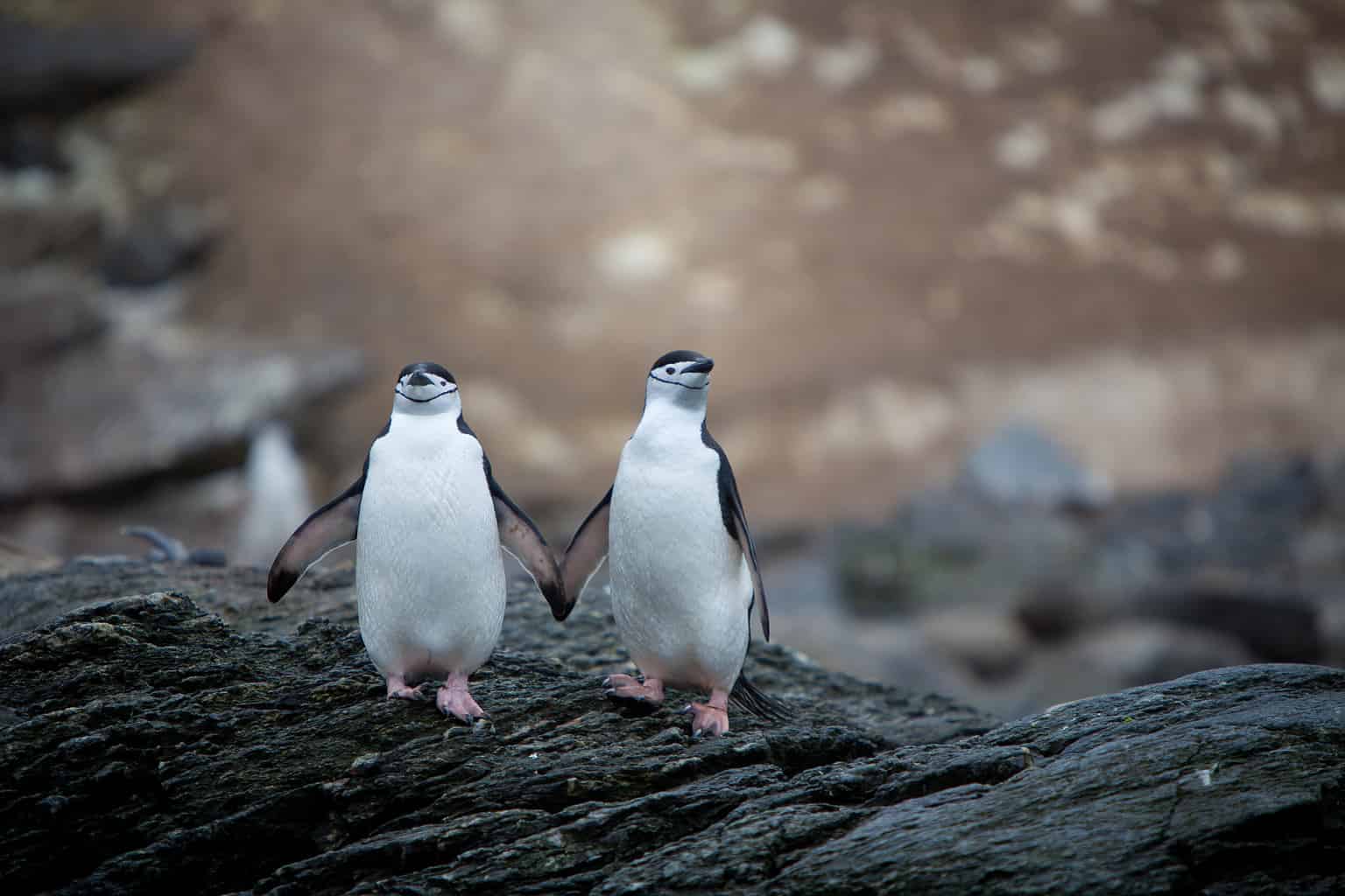 Are Penguins Endangered and How Many Are Left In the World? - A-Z Animals