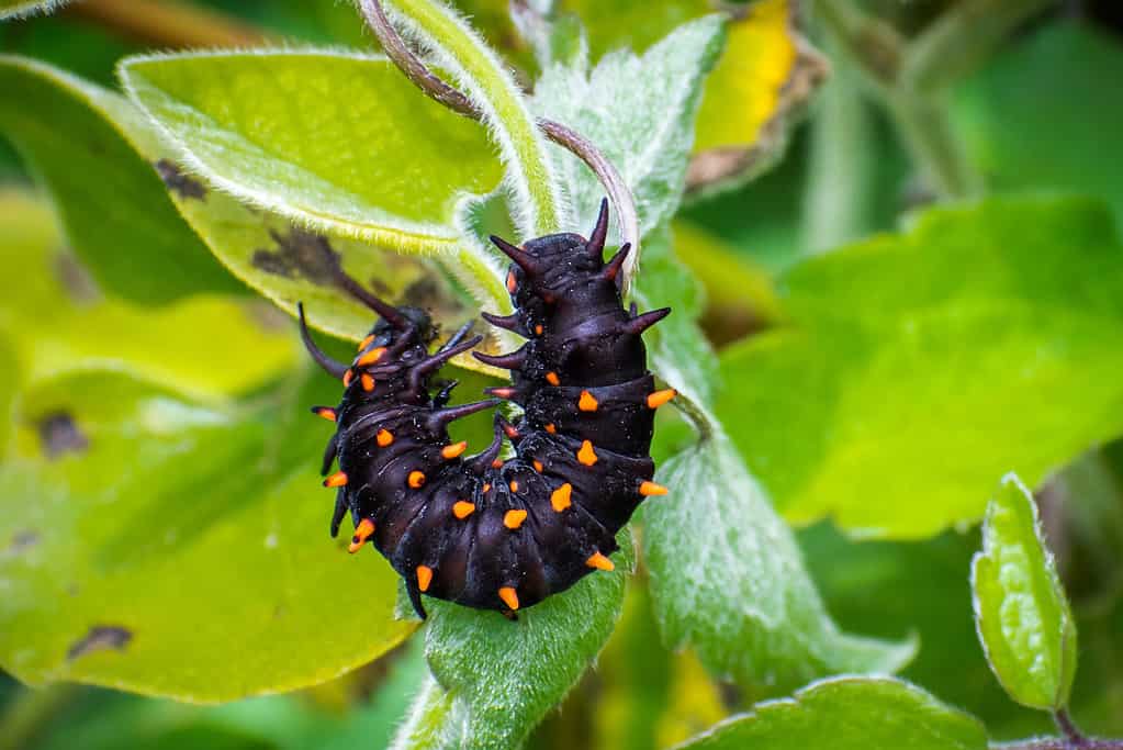 Pipevine swallowtail caterpillar