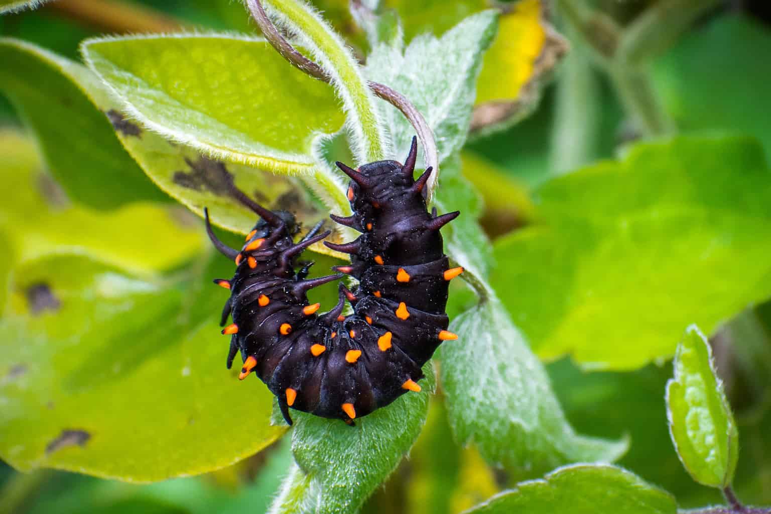 Do All Caterpillars Turn Into Butterflies? 6 Types That Do and Don't ...