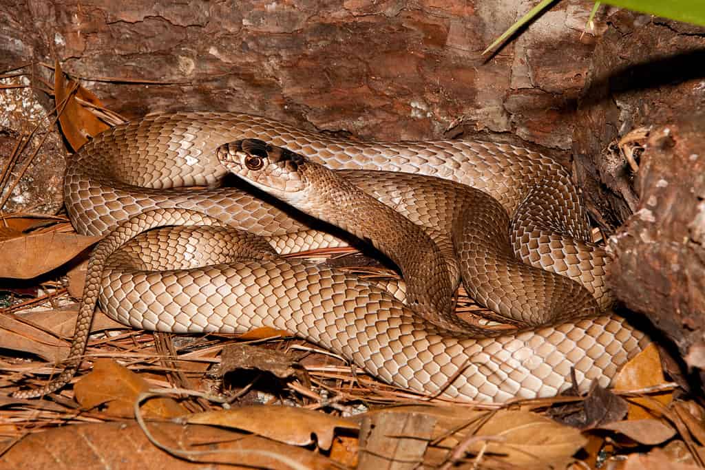 8. Coachwhip