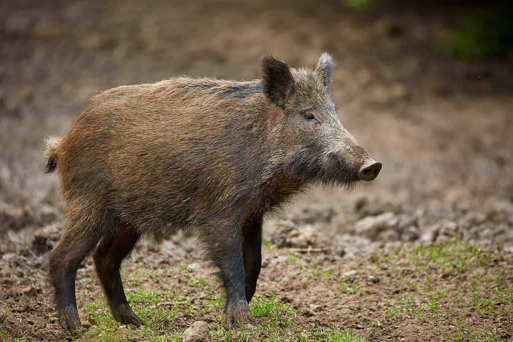 Juvenile wild hog in the wild