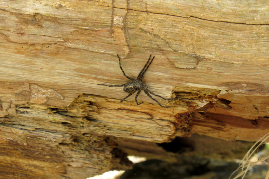 A Dark Fishing Spider (Dolomedes tenebrosus) resting on a rotted log