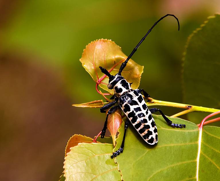 Injured Cottonwood Borer Beetle
