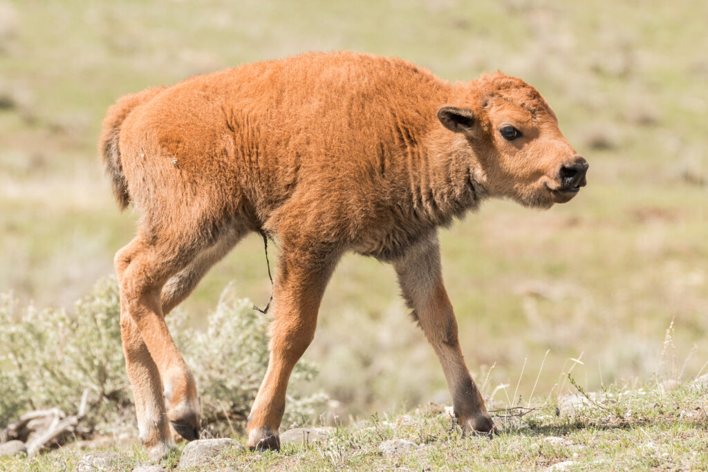 Newborn bison calf