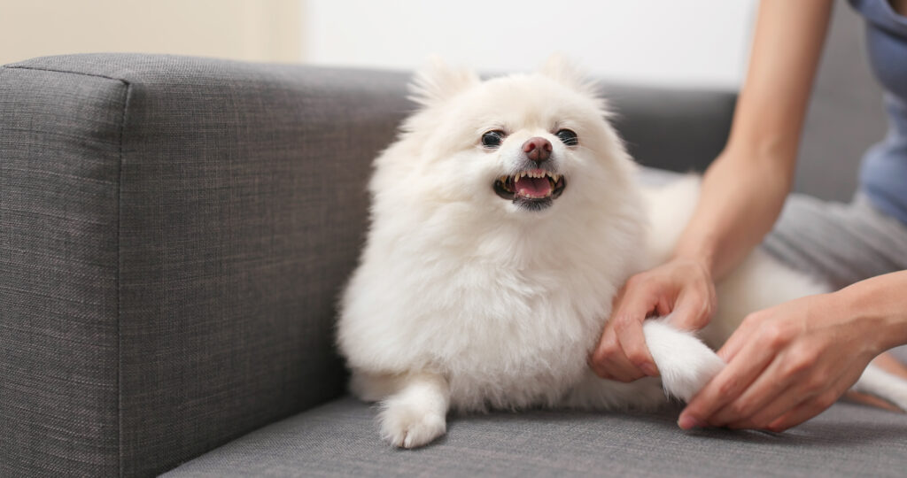 Pomeranian dog feeling angry when touch her hand and finger