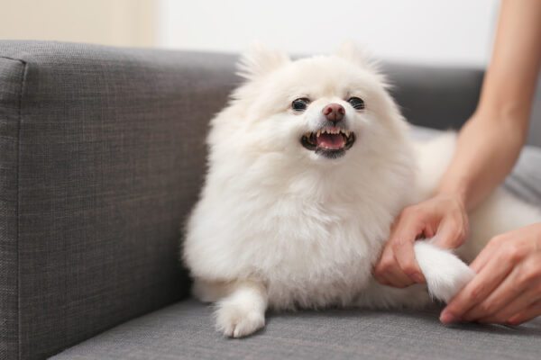 Pomeranian dog feeling angry when touch her hand and finger