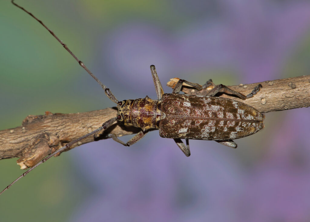 Carolina Pine Sawyer beetle (Monochamus carolinensis) in Houston, TX with a pink and purple Spring flower background. Directly above view.