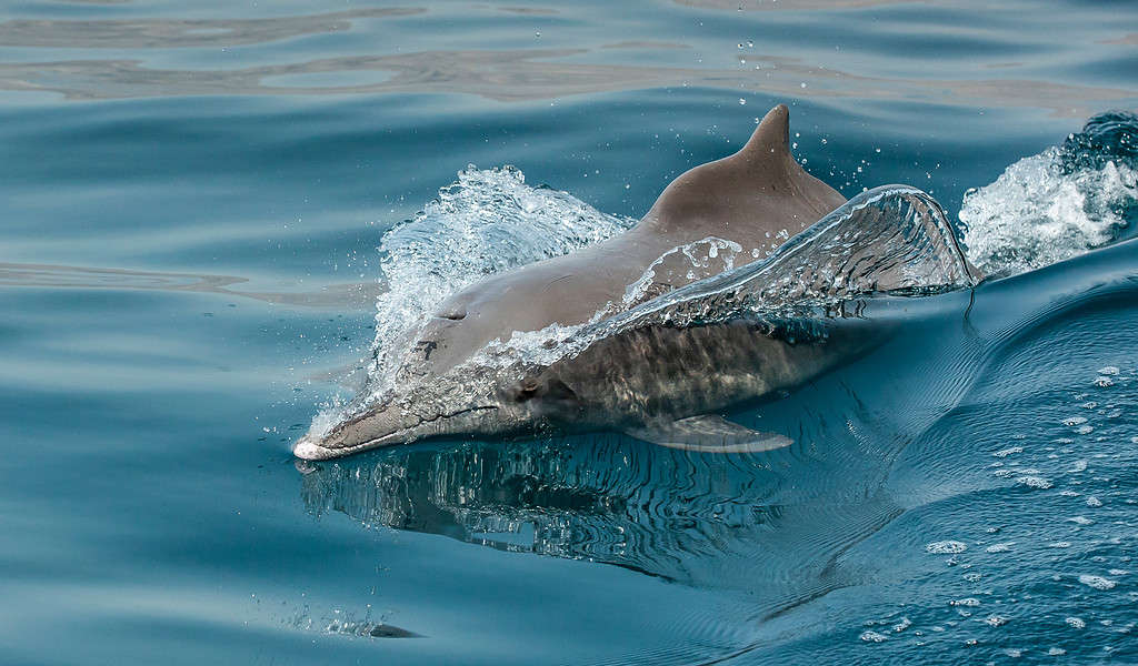 dolphins in a coastal waters of Musandam