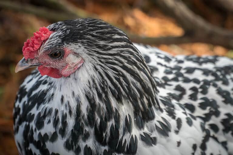 Close Up of Black and White Hamburg Chicken, Selective Focus