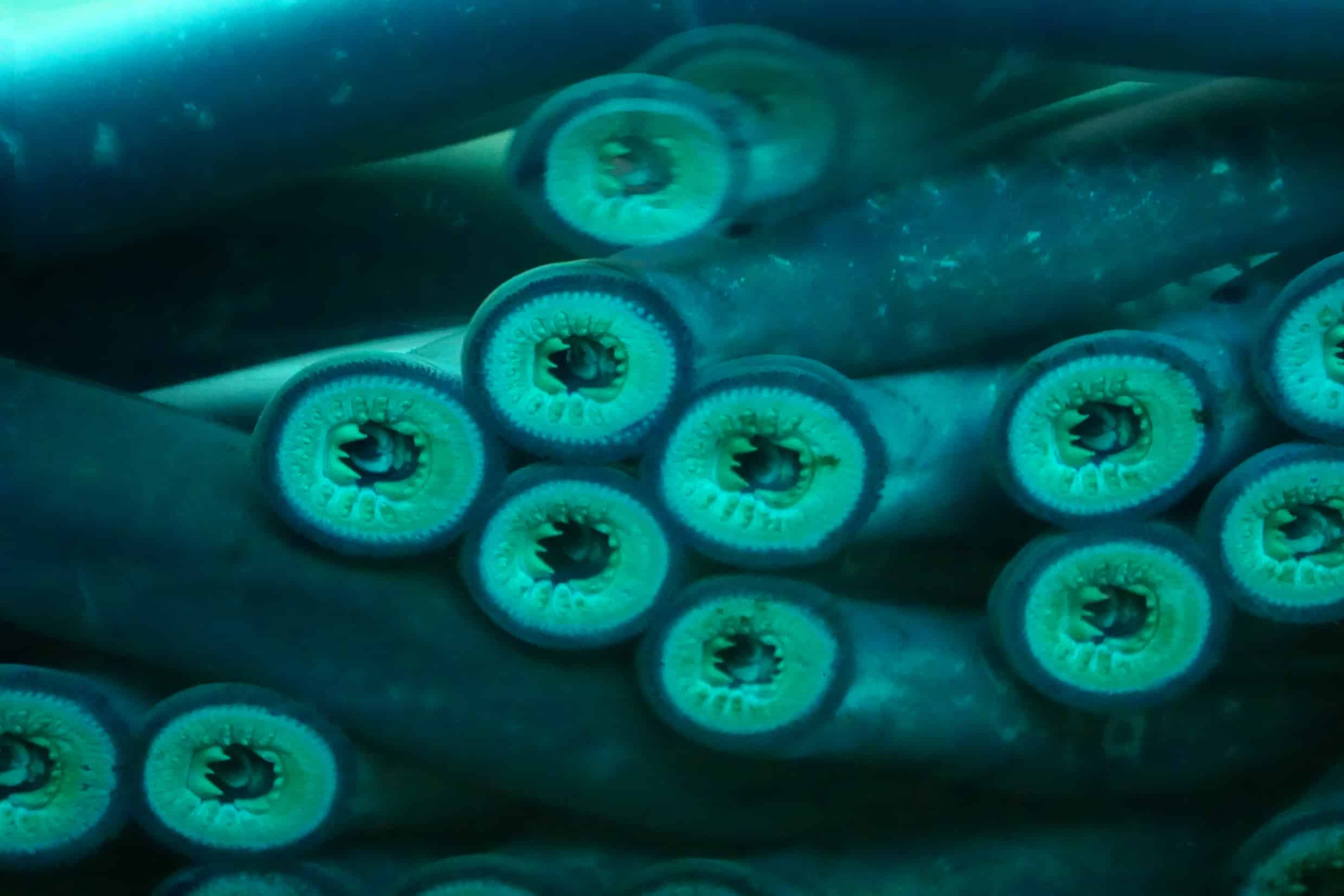 a dozen lampreys are in the frame.Their mouths are all open. theyarenround and filled with teeth.