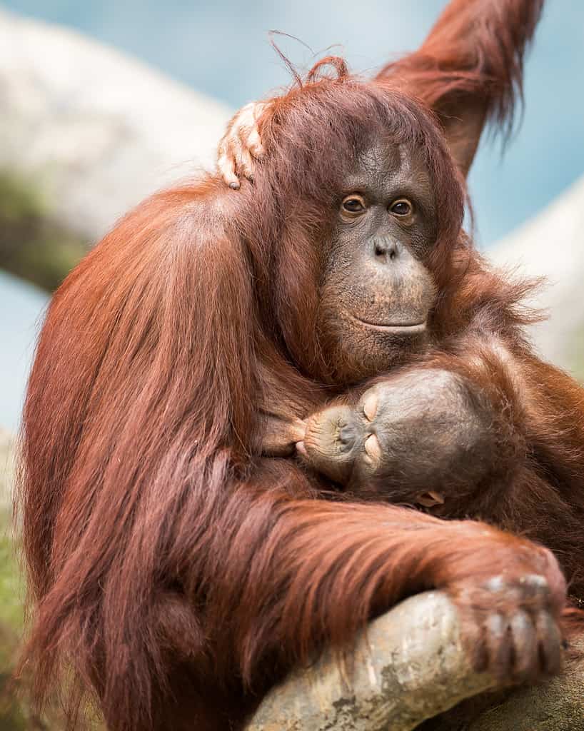 Orangutan nursing with its mother (Pongo pygmaeus)