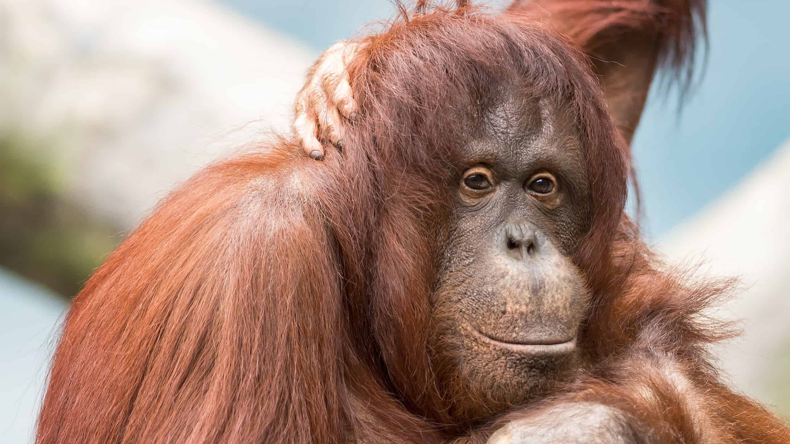 Orangutan nursing with its mother (Pongo pygmaeus)