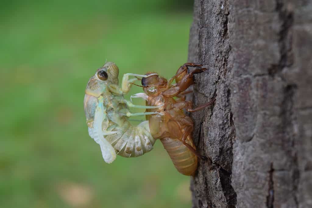 A cicada is visible emerging from its former shell. Th shell iis attached to a tree trunk and is tawny. The emerging cicada is pale pistachio green with light brown accents and a dark round eye. The cicada is seen in profile, facing the right.