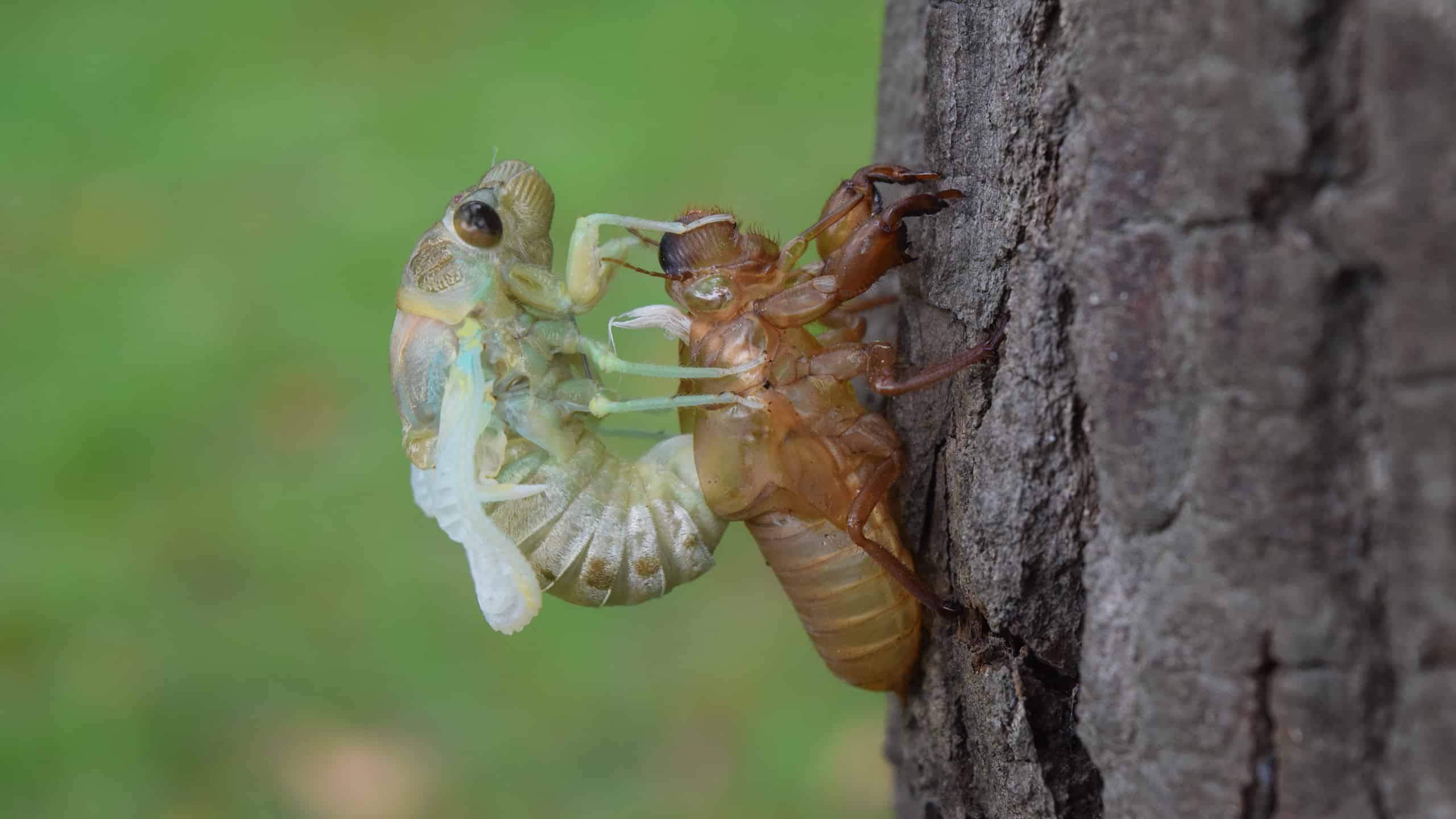 A cicada is visible emerging from its former shell. Th shell iis attached to a tree trunk and is tawny. The emerging cicada is pale pistachio green with light brown accents and a dark round eye. The cicada is seen in profile, facing the right.