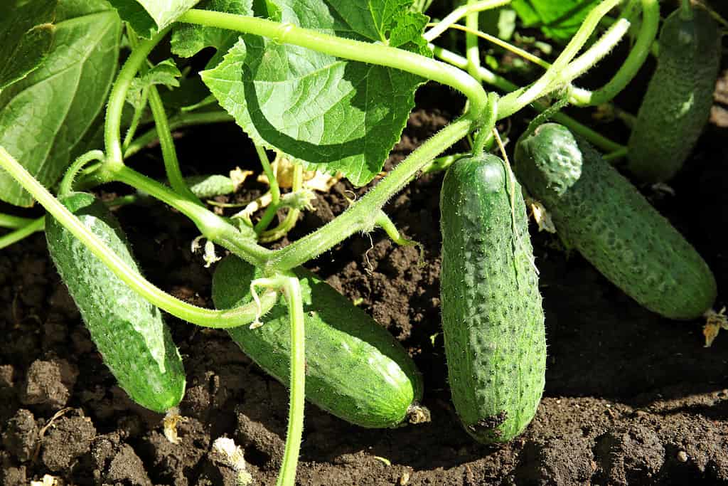 Green plant with ripe cucumbers in garden on sunny day