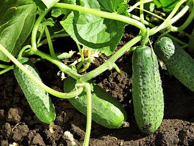 A The 7 Best Cucumber Companion Plants