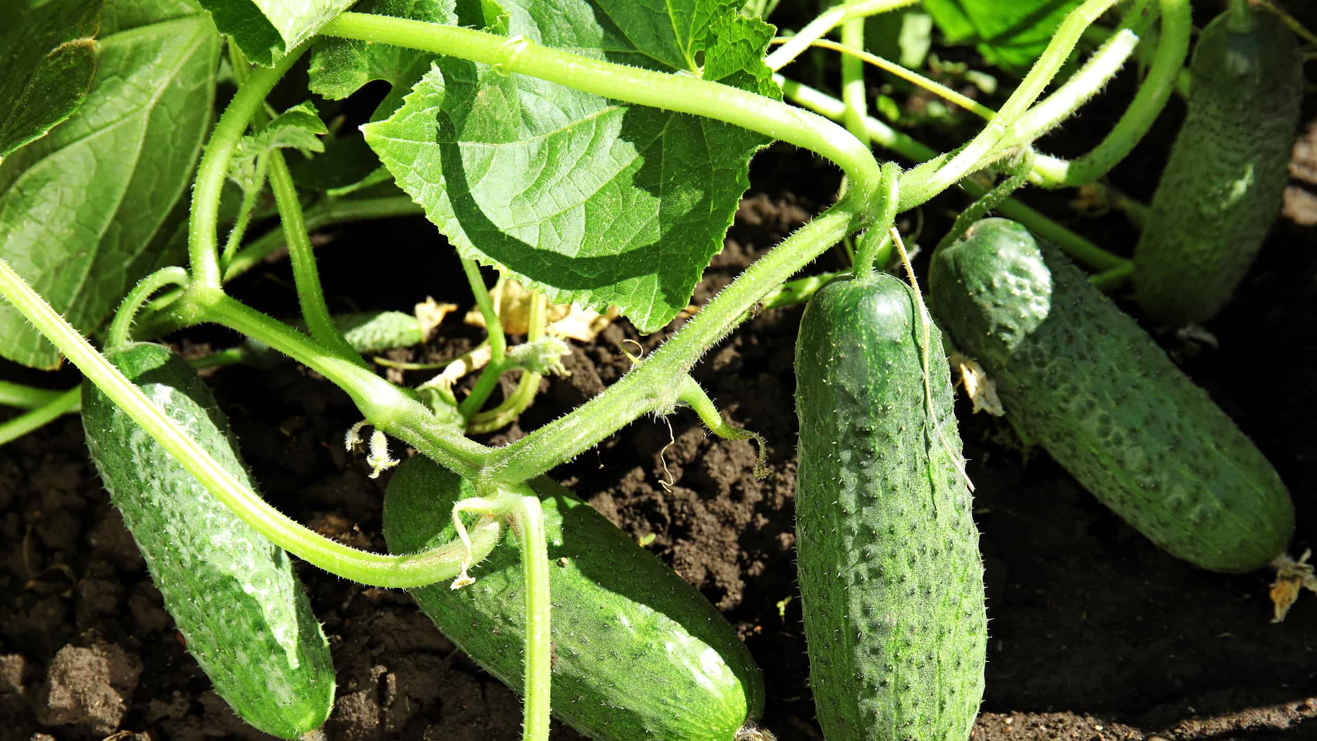Green plant with ripe cucumbers in garden on sunny day