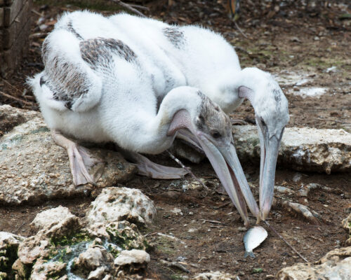 8 Facts About Baby Pelicans - A-Z Animals