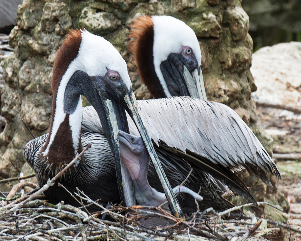 parent pelicans