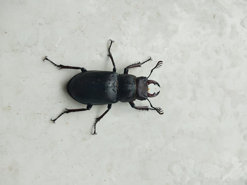 Antelope Beetle, or Dorcus parallelis - Types of Black Beetles