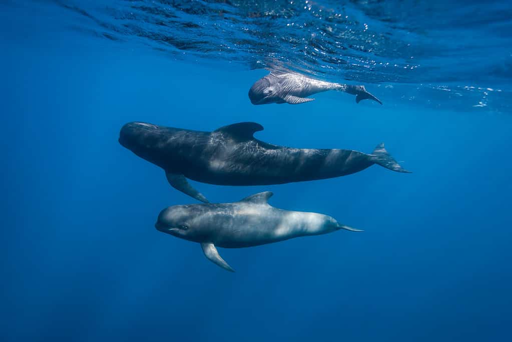 Three long-finned pilot whales