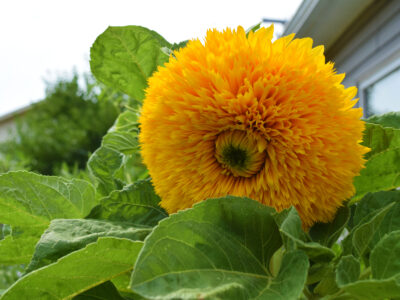 A 21 Types of Sunflowers: When to Plant, Where to Grow, and More